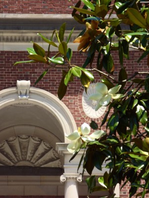 Dogwood Flowers and Archway